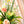 Mother's Day Radiant Arrangement